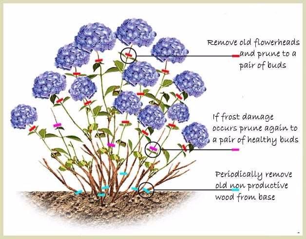 How to prune Hydrangea with text