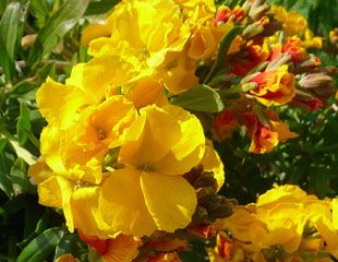 Erysimum'Berdon'common name Wallflower
