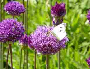 Allium with butterfly