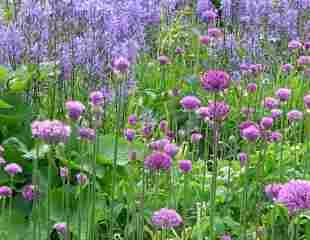 Allium with Camassia