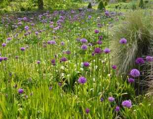 Alliums on mass 