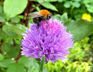 bee on chive 