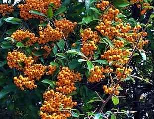 Pyracantha 