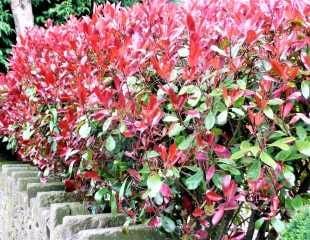 Photinia