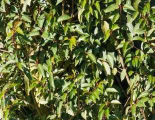 prunus
