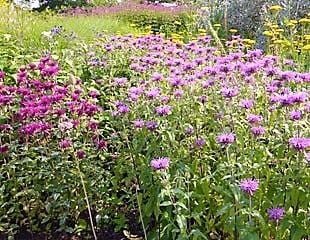 Monarda in mixed border