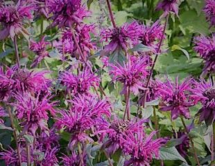 Monarda 'Squaw'