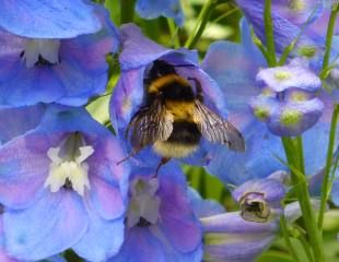 Bumble bee on Delphinium