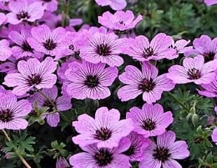 Geranium pratense