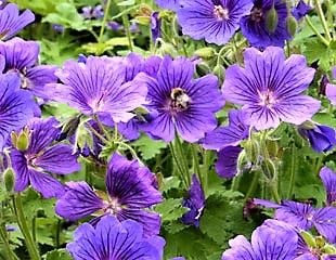 Geranium