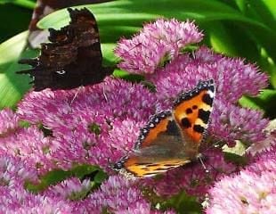 Butterflies on Sedum