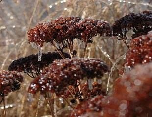 autumn joy in winter