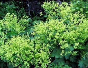 Alchemilla