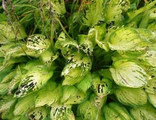 Slug ravaged Hosta