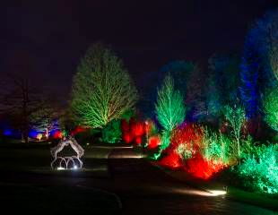 Harlow Carr Glow Boxing Hares 310