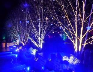 Harlow Carr starry trees 310