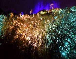 Harlow Carr Glow coloured grasses 