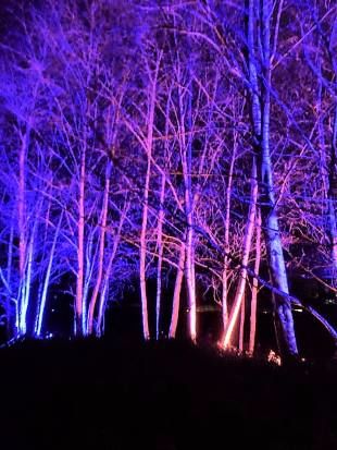 Harlow Carr Glowing trees 