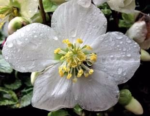 Hellebore Christmas Carol