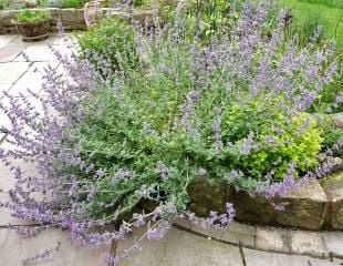 Nepeta before Chelsea Chop