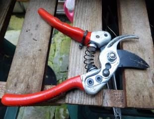 secateurs