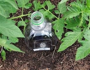 water bottle next to tomato plant