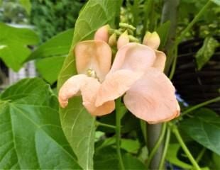 Runner bean flower