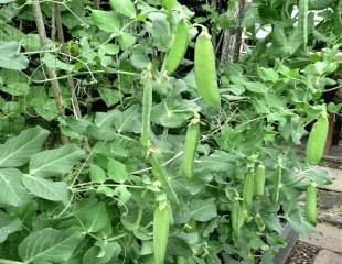 garden peas