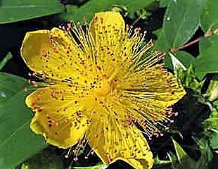 close up of hypericum flower