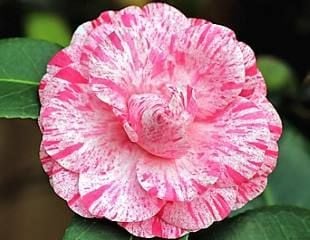 variegated Camellia 