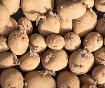 potatoes starting to sprout