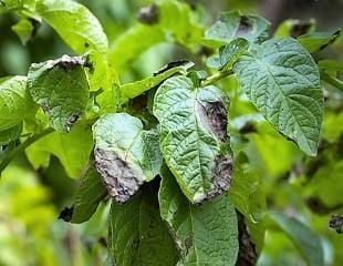 Potato blight 