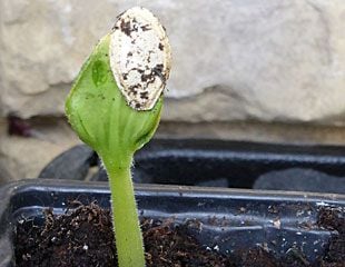 emerging cucumber seedling