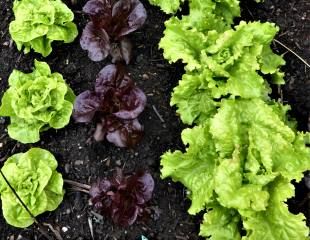 Growing lettuice in lines
