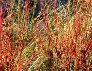 Cornus red stems