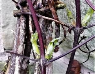 A close-up shows the same Clematis with axil buds