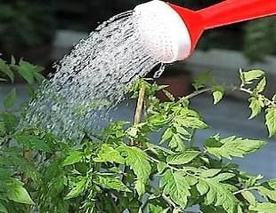 Watering leaves  of tomato plant