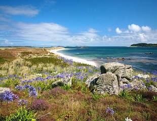 Agapanthus growing wild on Tresco Scilly Isles