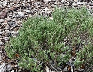 Thymus vulgarius