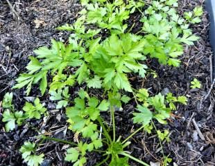 Flat leaved Parsley