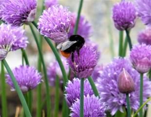 Bee friendly Chives