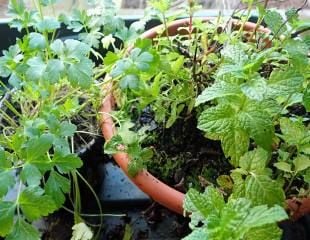 Mint in greenhouse