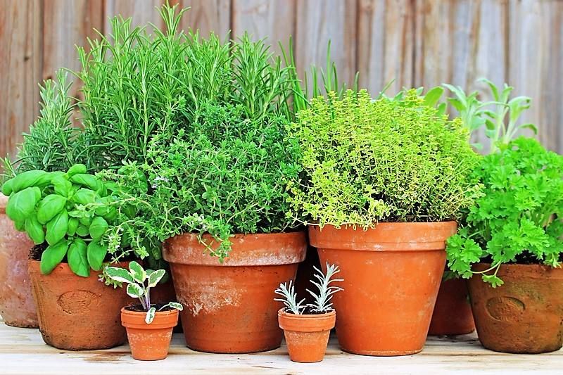 A container herb garden