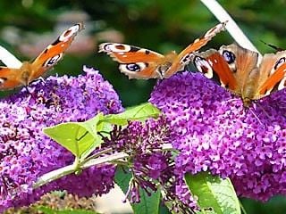 Buddleja covered in butterflies