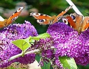 buddleja with butterflies