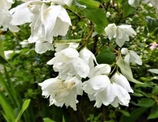 Philadelphus mock orange