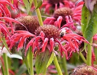 Monarda 'purple anne'