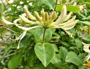 Honeysuckle close up single flower 