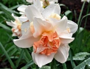 Scented Narcissus are amongst the loveliest of  fragrant spring bulbs.