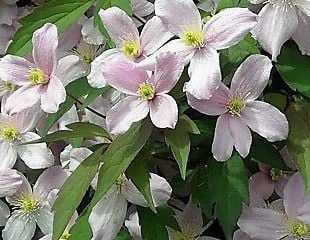 clematis montana 'Elizabeth'